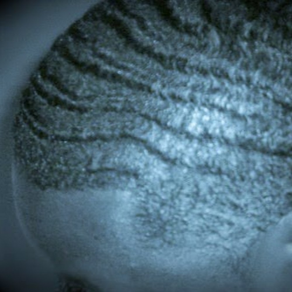 Meet your Posher, Lashawnda